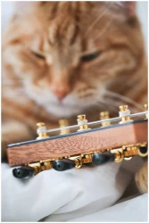 Flight GUT850 в Москве c доставкой